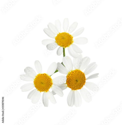 Beautiful fresh chamomile flowers isolated on white