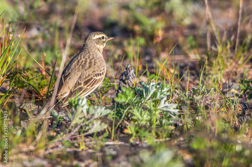 Obraz na płótnie Tawny Pipit (Anthus campestris) w salonie