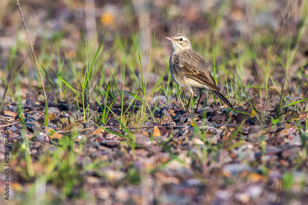 Tawny Pipit (Anthus campestris)