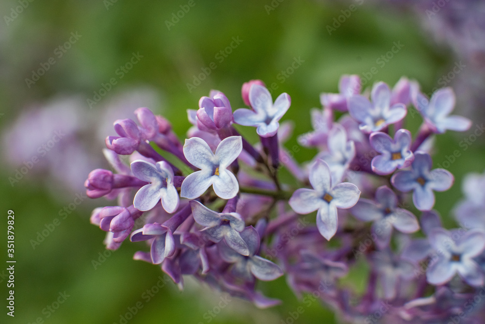 Purple lilac flowers closeup, may flowers in bloom Purple lilac flowers closeup, may flowers in bloom