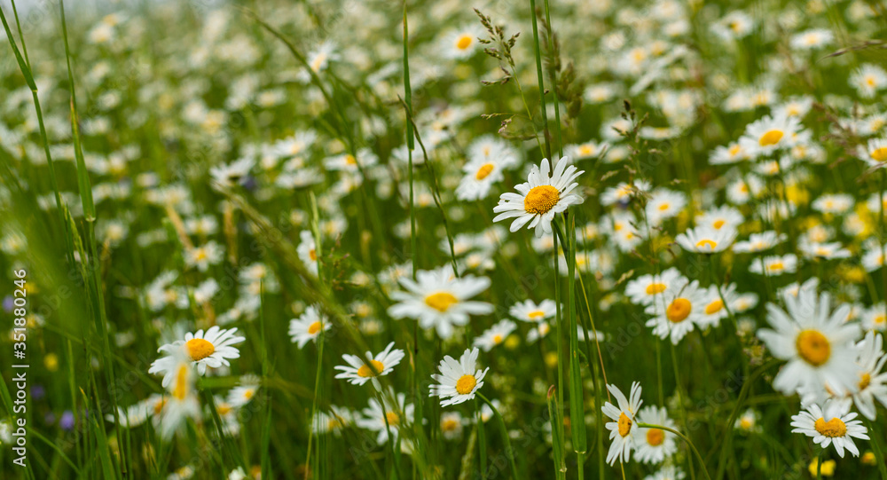 Rumianek na polu. Dziko rosnace ziola. Sezonowe kwiaty. Dzika przyroda. Kwiaty z bialymi platkami. Zdrowe rosliny. Pole pelne kwiatow. Ziola na herbate. Lekarstwo na brzuch. Medycyna naturalna. Rumianek na polu. Dziko rosnace ziola. Sezonowe kwiaty. Dzika przyroda. Kwiaty z bialymi platkami. Zdrowe rosliny. Pole pelne kwiatow. Ziola na herbate. Lekarstwo na brzuch. Medycyna naturalna.