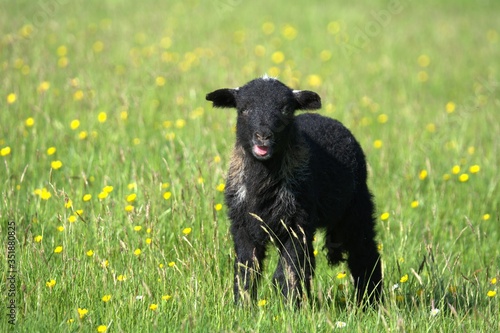 black baby lamb