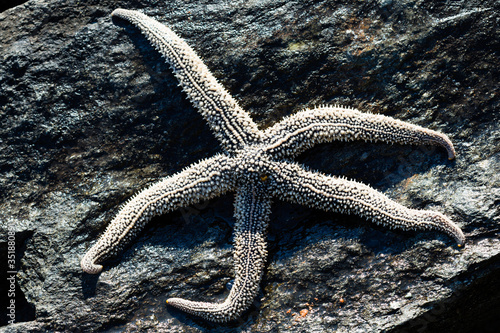 Large living starfish