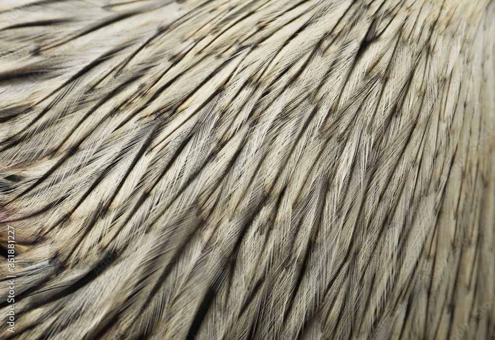 White rooster's feathers as background, closeup view White rooster's feathers as background, closeup view