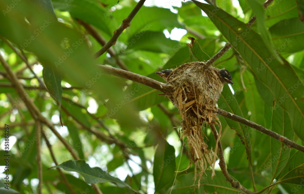 baby white throat fantail bird waiting for father and mother feeding in nest under mango tree baby white throat fantail bird waiting for father and mother feeding in nest under mango tree