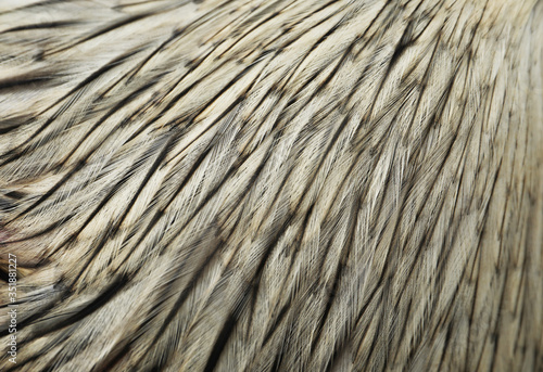 White rooster's feathers as background, closeup view