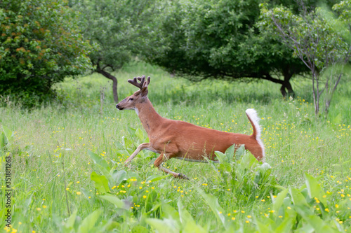 White-tailed deer buck with velvet antlers running through a meadow in the spring in Canada © Jim Cumming