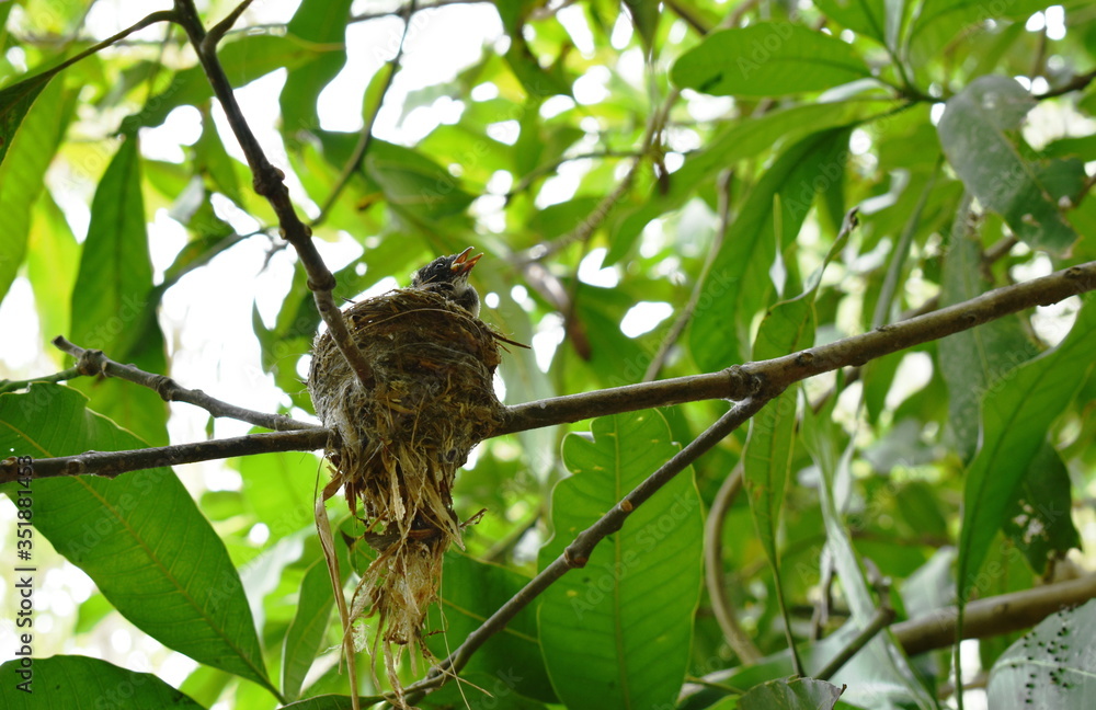 baby white throat fantail bird waiting for father and mother feeding in nest under mango tree baby white throat fantail bird waiting for father and mother feeding in nest under mango tree