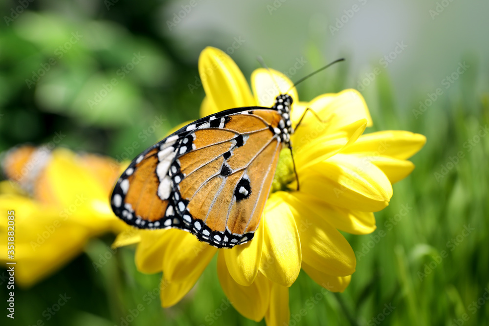 Beautiful painted lady butterfly on flower in garden Beautiful painted lady butterfly on flower in garden