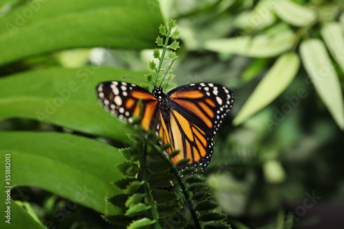 Beautiful monarch butterfly on fern leaf in garden © New Africa