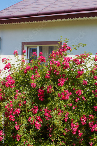 roses weaving in front of the window,roses weaving in front of the window,blooming rose in front of the window of the house