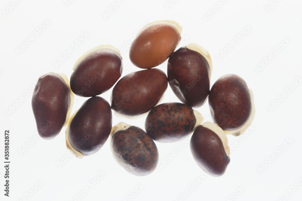 Beans of a winged bean, Psophocarpus tetragonolobus Beans of a winged bean, Psophocarpus tetragonolobus