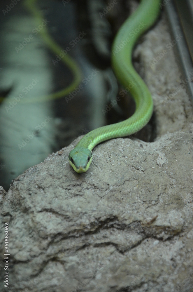 Philodryas baroni, Long Nosed Snake Philodryas baroni, Long Nosed Snake