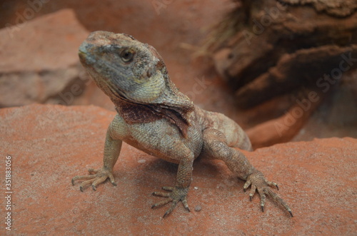 Australian native Jacky Dragon lizard, Amphibolurus muricatus © Denise Serra