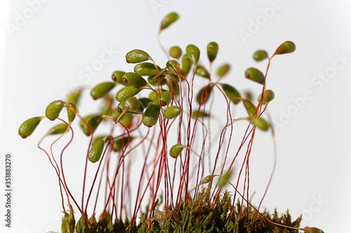 Macro photo of sporophytes of a Bryum moss photo