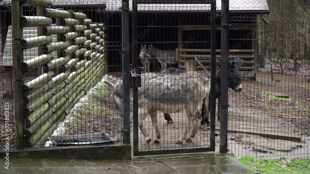 Donkeys behind bars in the zoo, one of them drinks water. It's snowing. Donkeys behind bars in the zoo, one of them drinks water. It's snowing.