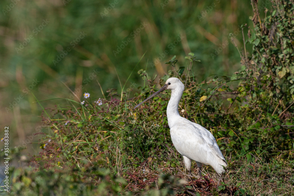 Eurasian Spoonbill, (Platalea leucorodia) in the natural habitat bird. Eurasian Spoonbill, (Platalea leucorodia) in the natural habitat bird.