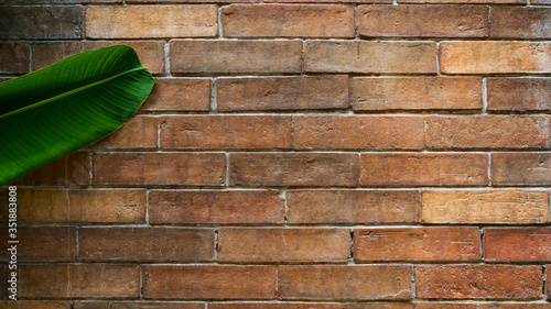 Green banana leaf on old vintage brick wall. Texture grunge background.