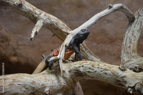 Lizard genus Cordylus South Africa photo