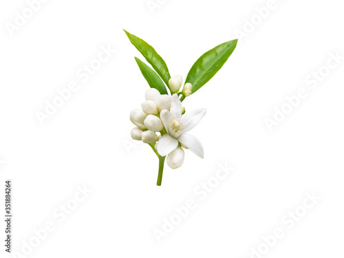 Fototapeta Naklejka Na Ścianę i Meble -  Neroli flowers bunch isolated on white