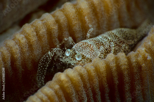 Scorpion shrimp (Metapontonia scorpio) symbiotic coral Goniastrea, size 2-3mm. Underwater macro photography from Romblon, Philippines photo