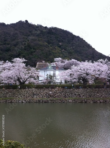 sakura (cherry blossom) and jinpukaku in Tottori japan photo