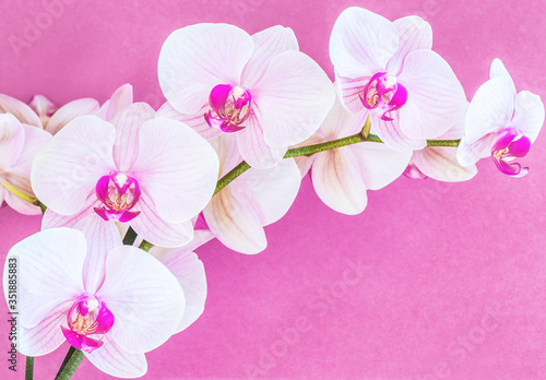 Fototapeta Naklejka Na Ścianę i Meble -  Beautiful white-purple orchid on a purple background.