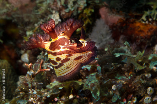 Nudibranch Nembrotha mullineri. Underwater macro photography from Romblon, Philippines