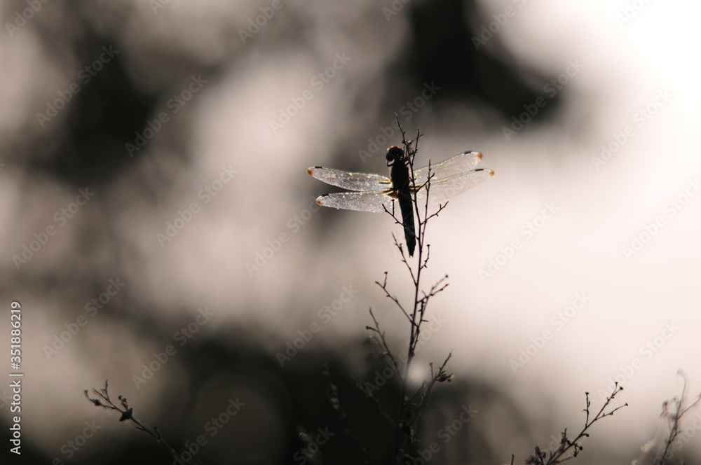 close up detail of dragonfly. dragonfly image is wild with green and bokeh background. close up detail of dragonfly. dragonfly image is wild with green and bokeh background.