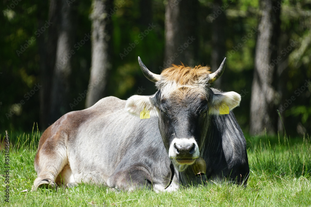 Single cow lying down on the green pasture facing the camera. Single cow lying down on the green pasture facing the camera.