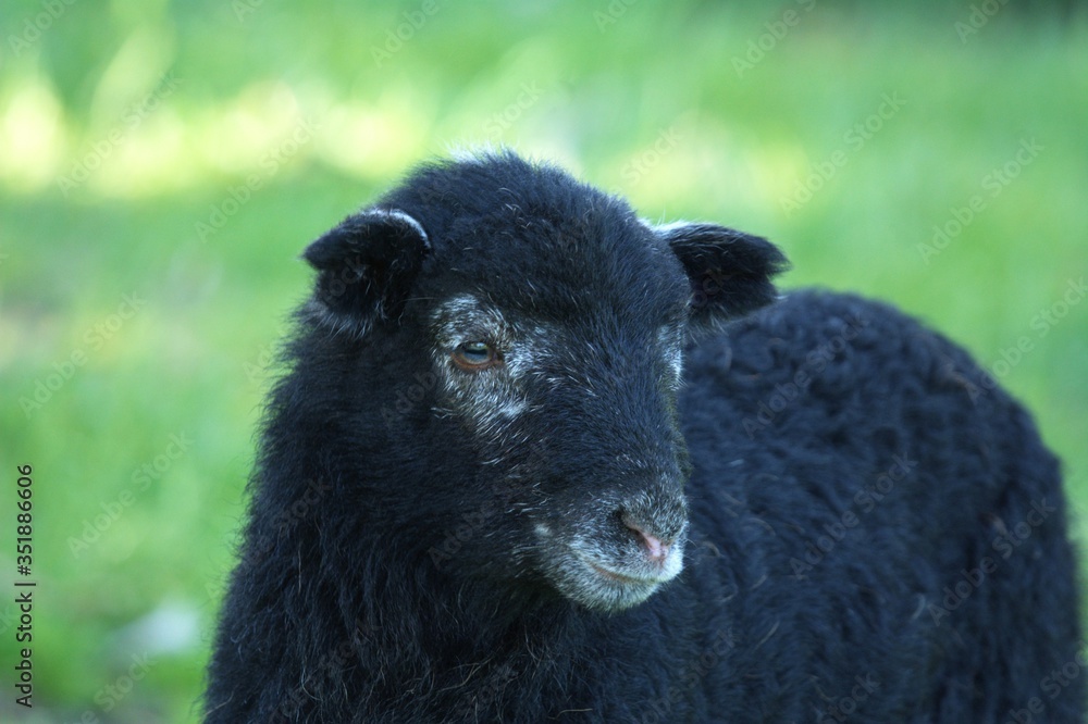 black and white sheep