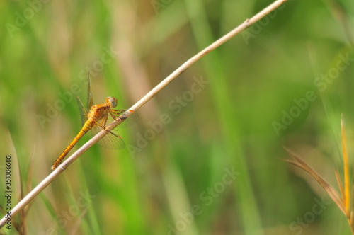 close up detail of dragonfly. dragonfly image is wild with green and bokeh background. © Zeynel