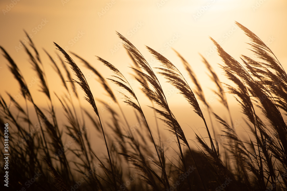 Grass against the backdrop of sunset in Portugal