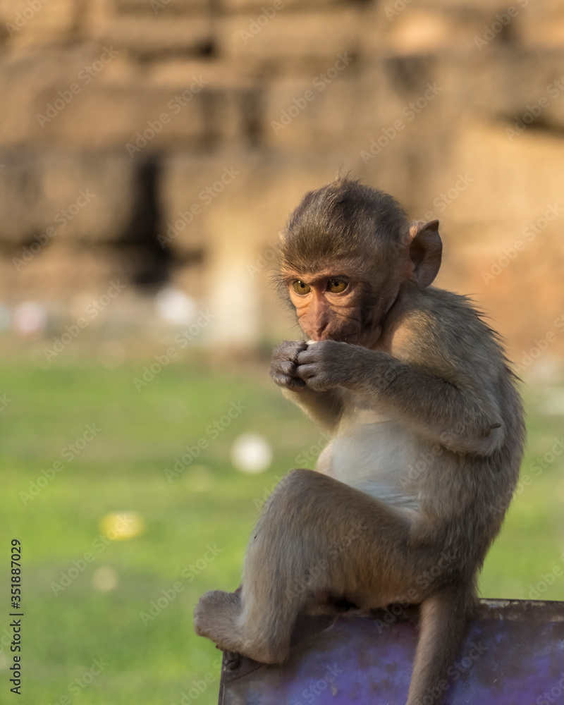 Monkey in Phra Prang Sam Yot.