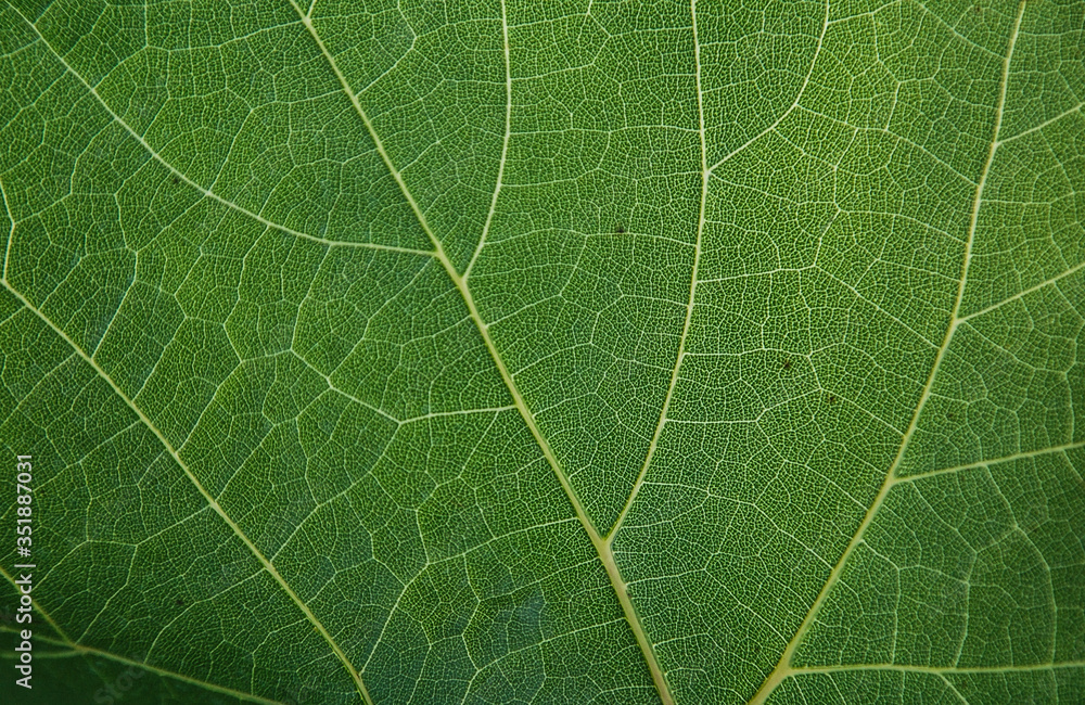 background texture green leaf structure macro photography background texture green leaf structure macro photography