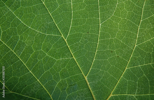 background texture green leaf structure macro photography