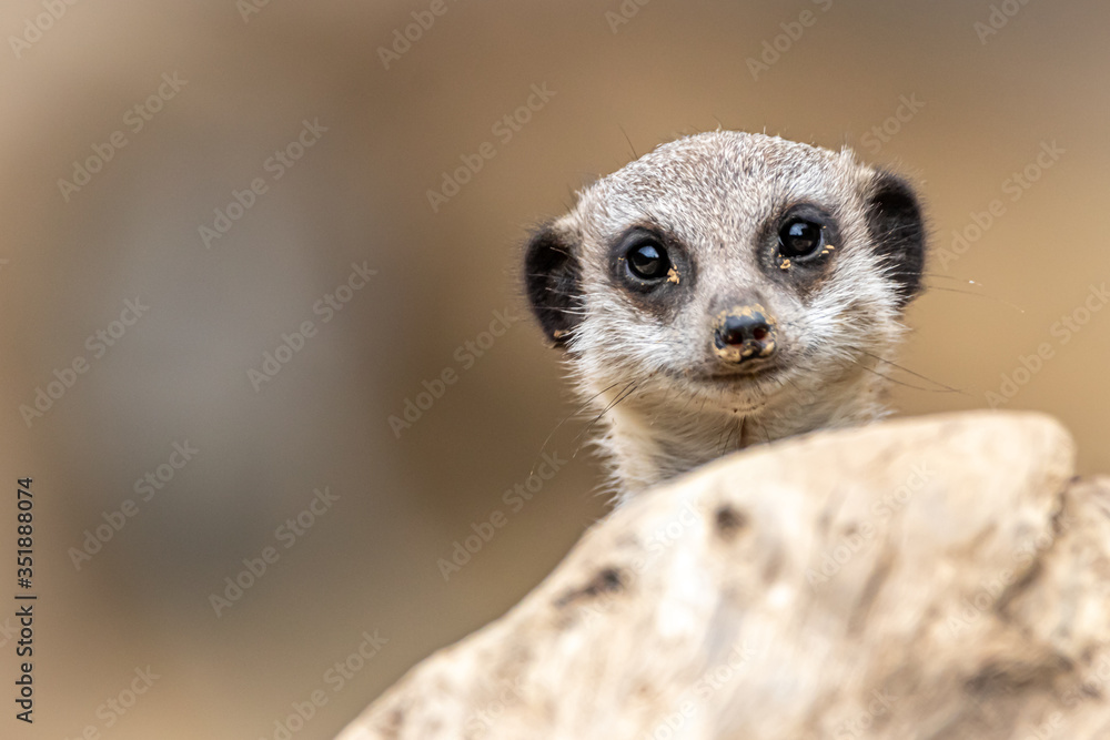 Fototapeta premium A cute Meerkat looking over a stone