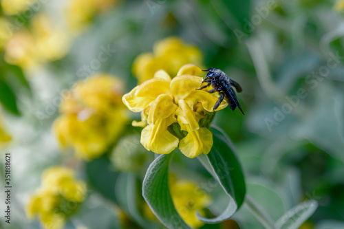 Bee on flowers. One Xylocopa violacea (violet carpenter bee) on Phlomis fruticosain (Jerusalem sage) in Lausanne, Switzerland.