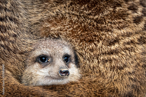 a young meercat looking out through fur