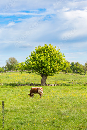 Canvastavla Dairy cow grazing in a pasture with pollarded trees in a rural landscape