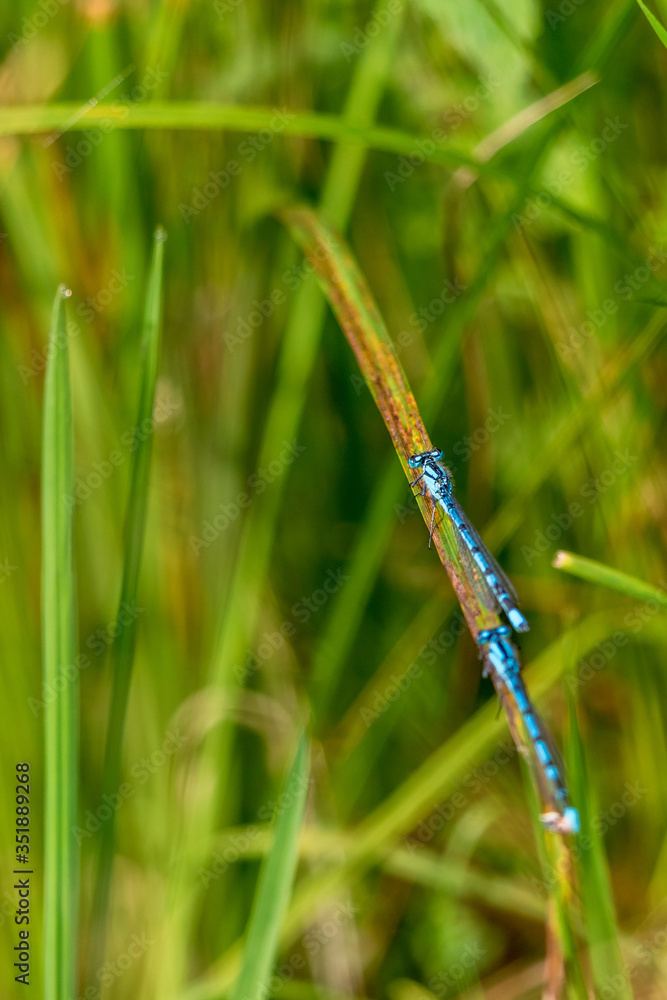 Grass straw with two common blue damselfly Grass straw with two common blue damselfly