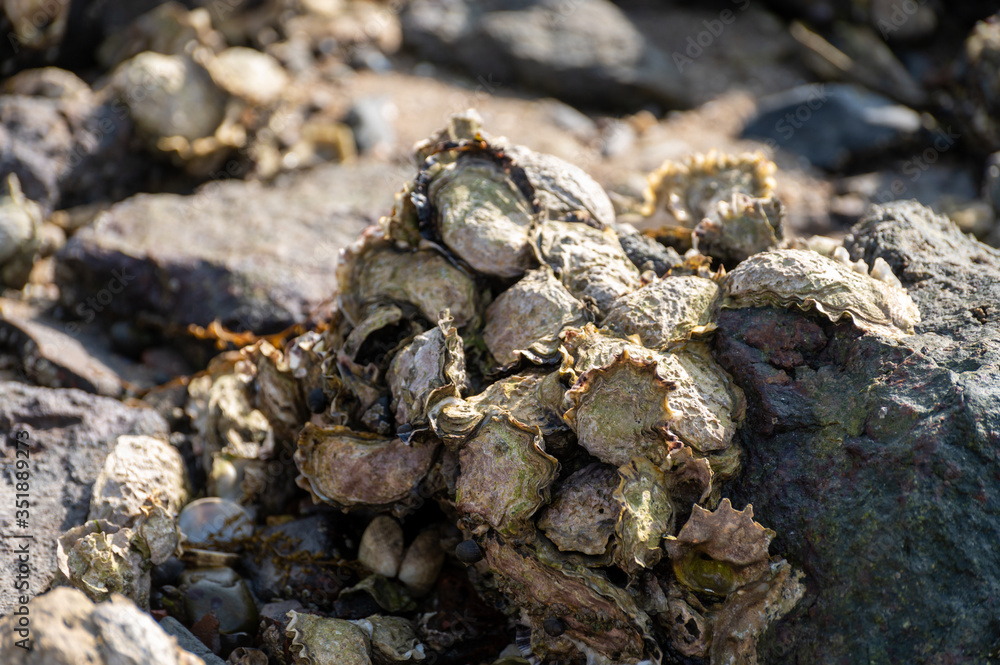 Harvesting of wild oysters shellfish on sea shore during low tide in Zeeland, Netherlands