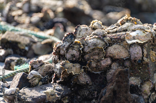 Harvesting of wild oysters shellfish on sea shore during low tide in Zeeland, Netherlands
