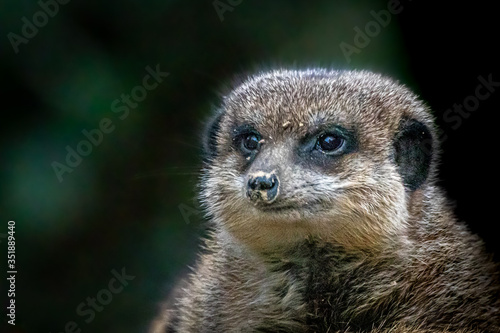 portrait of a meerkat on a green background