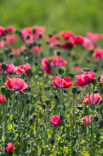 Big garden red poppy flowers nature background © barmalini