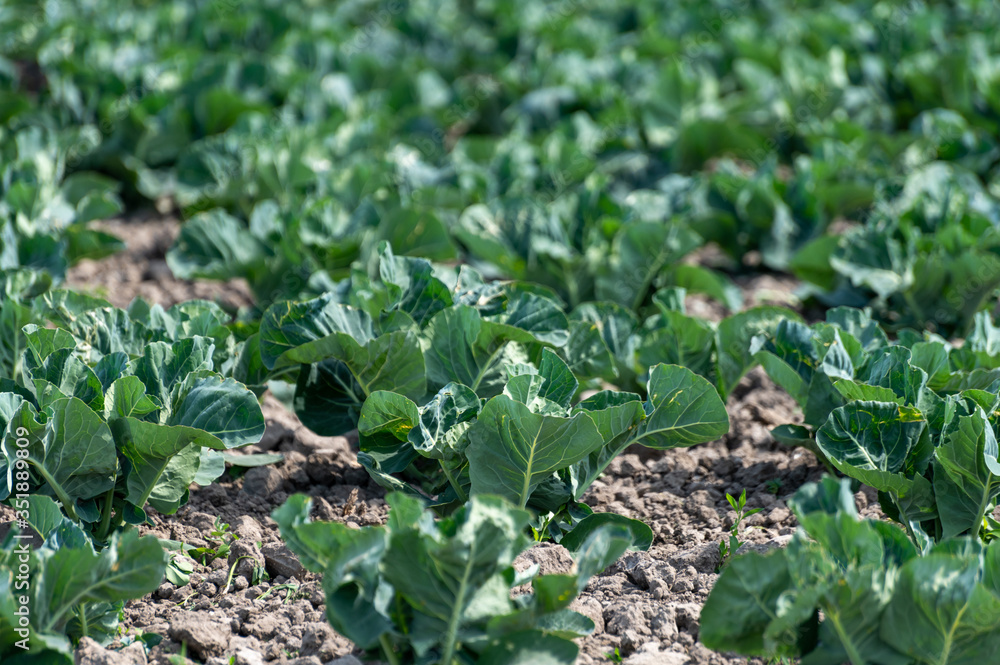 Farm field with growing green broccoli cabbage plants Farm field with growing green broccoli cabbage plants