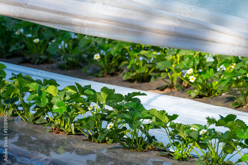 Cultivation of strawberry fruits using the plasticulture method, plants growing on plastic mulch in walk-in greenhouse tunnels