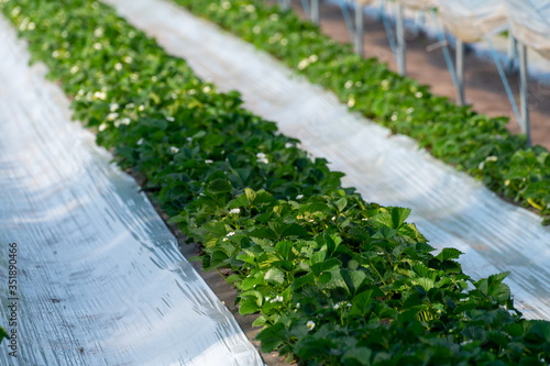 Cultivation of strawberry fruits using the plasticulture method, plants growing on plastic mulch in walk-in greenhouse tunnels