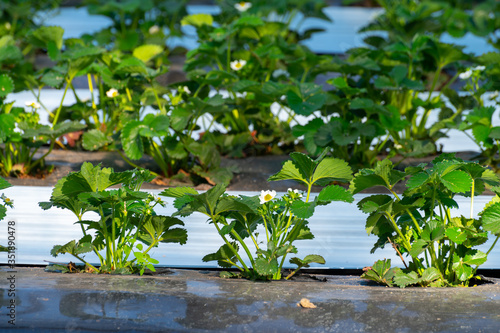 Cultivation of strawberry fruits using the plasticulture method, plants growing on plastic mulch in walk-in greenhouse tunnels