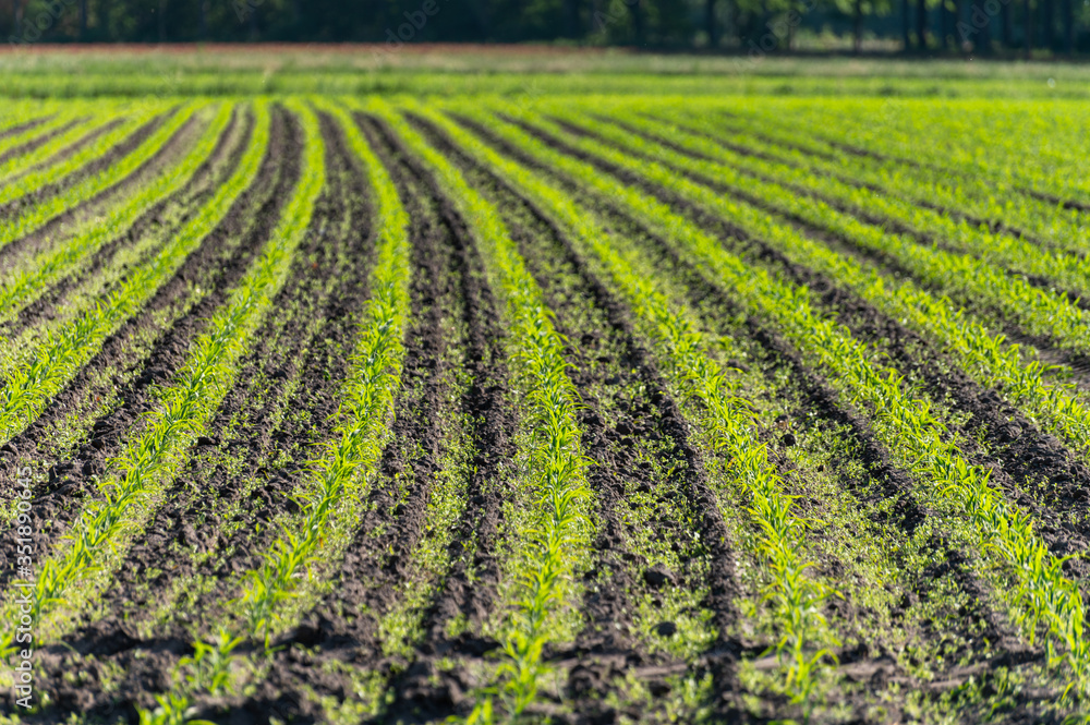 Farmer field with rows of young green corn plants Farmer field with rows of young green corn plants